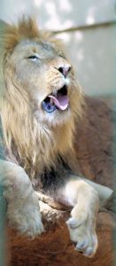 "The African Lion 3"