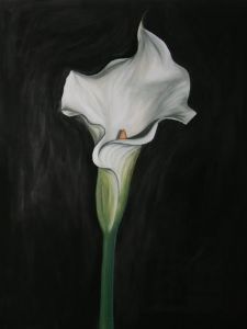 "Arum lily"