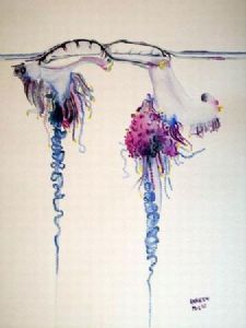 "Bluebottle jellyfish"