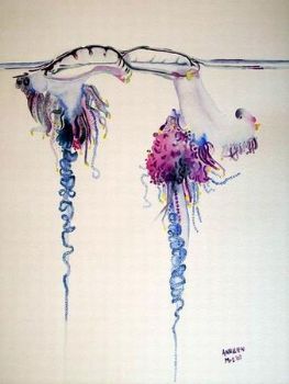 "Bluebottle jellyfish"