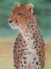 "Cheetah"