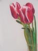 "Tulips - STOLEN"