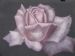 Single Rose