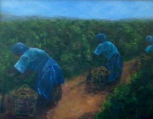 "Harvesting Grapes in the Overberg"