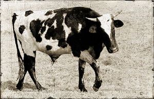 "Vintage Cow 1"