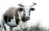 "White Nguni"
