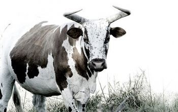 "White Nguni"