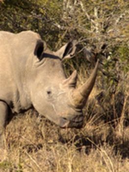 "Rhino"