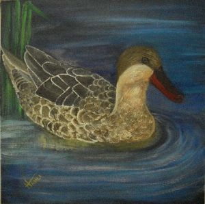 "Red-Billed Teal - Brown"