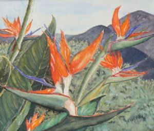 "Strelitzia in the Overberg"