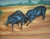 "Drakensberg Bulls"