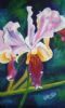 "Vanda Flower - Orchid"