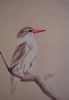 "Brown Hooded Kingfisher"