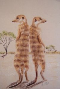 "Suricate Meercats"