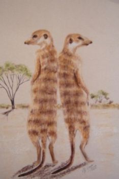 "Suricate Meercats"