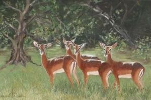 "Impala in the Timbavati bush"