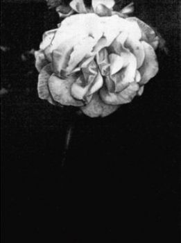 "White Rose"