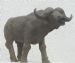 Buffalo