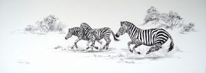 "Startled Zebra"