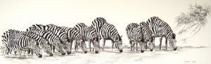 "Zebra Herd Drinking"