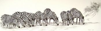"Zebra Herd Drinking"
