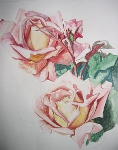 "Pink Roses"