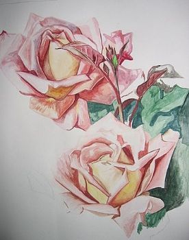 "Pink Roses"