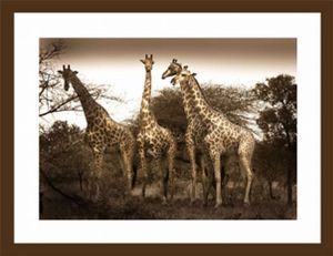"Giraffe Group"