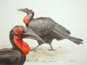 "Southern Ground Hornbills"