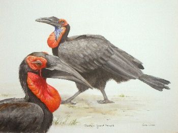 "Southern Ground Hornbills"