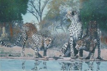 "Cheetah Drinking Water"