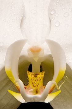 "Orchid Beauty"