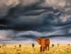 "Elephant in Stormy Landscape"