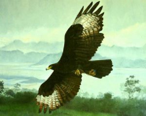 "Verreaux Eagle"