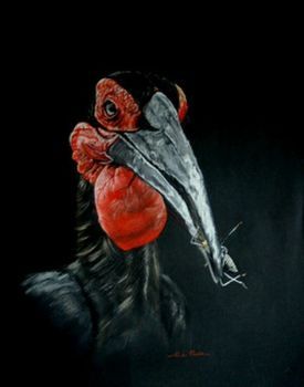 "Ground Hornbill #2"