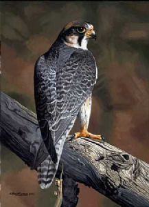 "Edelvalk/Lanner Falcon"