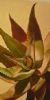 "aloe in pinks"