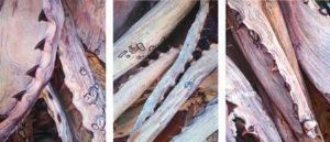 "A thorny issue (triptych)"