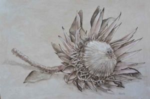 "Protea on Table"
