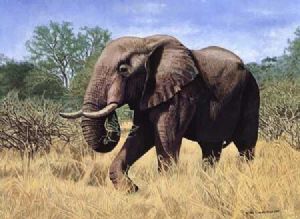 "Olifant bul/Elephant Bull"