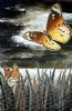 "Butterflies"