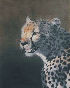 "Cheetah"