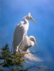 "Egrets at Rest"