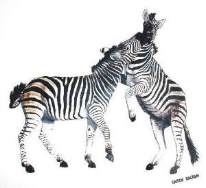 "Zebras Fighting"