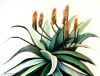 "Aloes against an Ice Blue Sky"