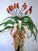 "Aloes against Ice Blue Sky I"