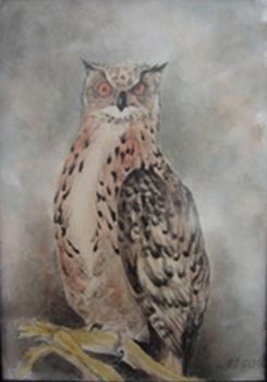 "Owl"
