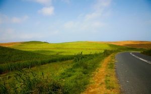 "Country Curve"