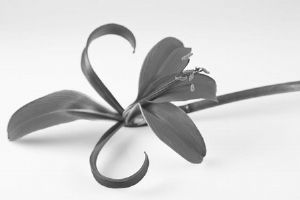 "Lily 3"
