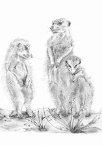 "Meerkat Moxey"